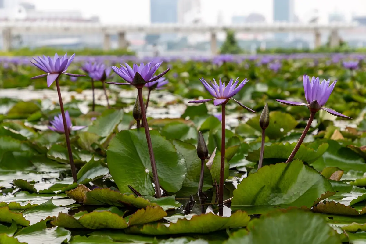 Water lilies at the ArtScience Museum