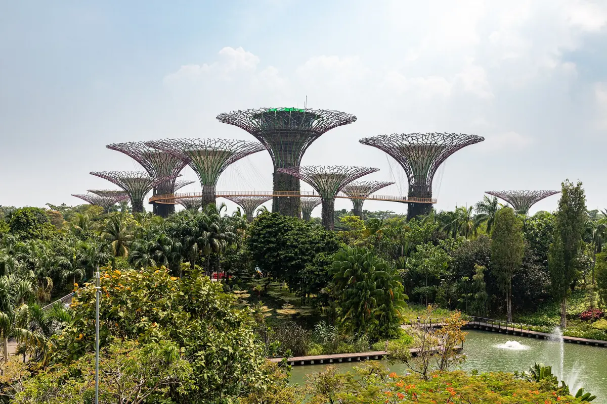 Supertrees rising above the gardens